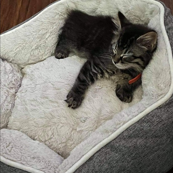 Meet your Posher, Sandy ☀️ - Picture 3 of 4